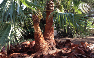 podas de palmeras el runar